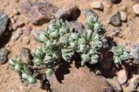 12-type_of_Cryptantha-would_have_been_great_to_see_it_blooming