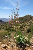 58-Palmer's_Penstemon