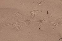 12-lizard_tracks_in_sand