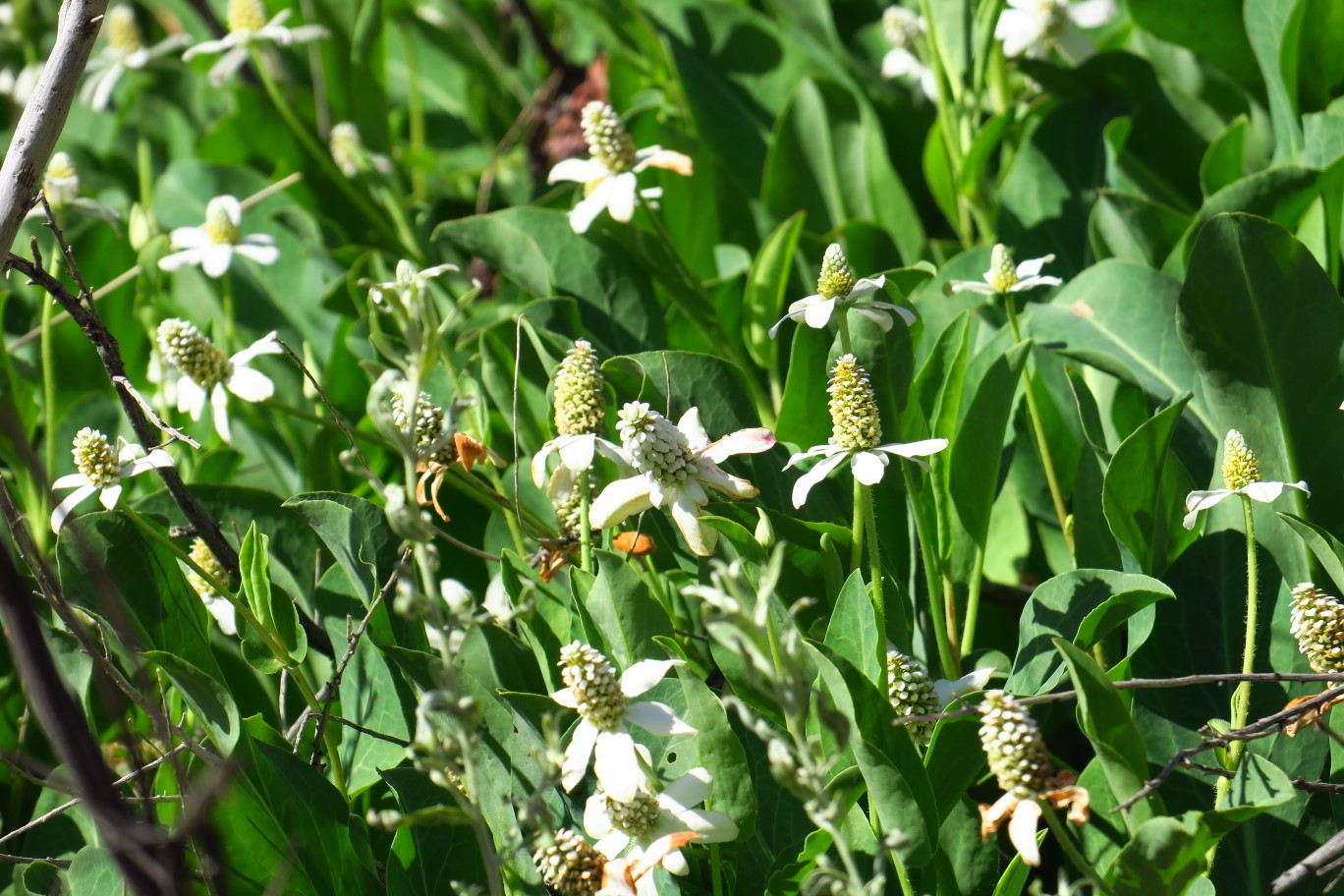 30-Yerba_Mansa_blooms