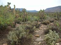 139-beautiful_scenery_of_desert-very_green_with_recent_rain_cleaning_vegitation
