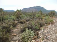 140-beautiful_scenery_of_desert-very_green_with_recent_rain_cleaning_vegitation