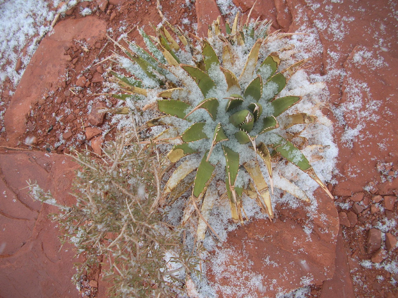 40-snow_covered_agave