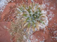 40-snow_covered_agave