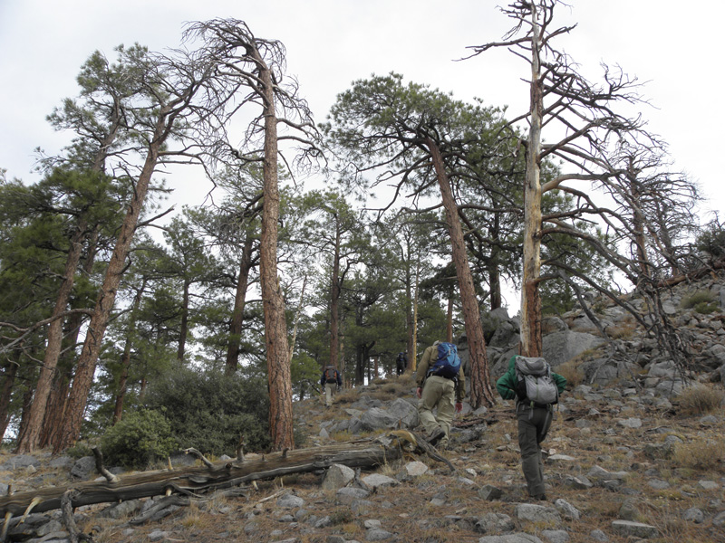 23-found_ponderosa_pines_at_about_6700_feet