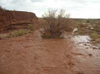 04-in_the_flood_looking_west