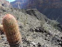 20-only_section_with_lots_of_barrel_cacti_and_ocotillos