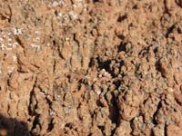 07-close-up_view_of_cryptobiotic_soil