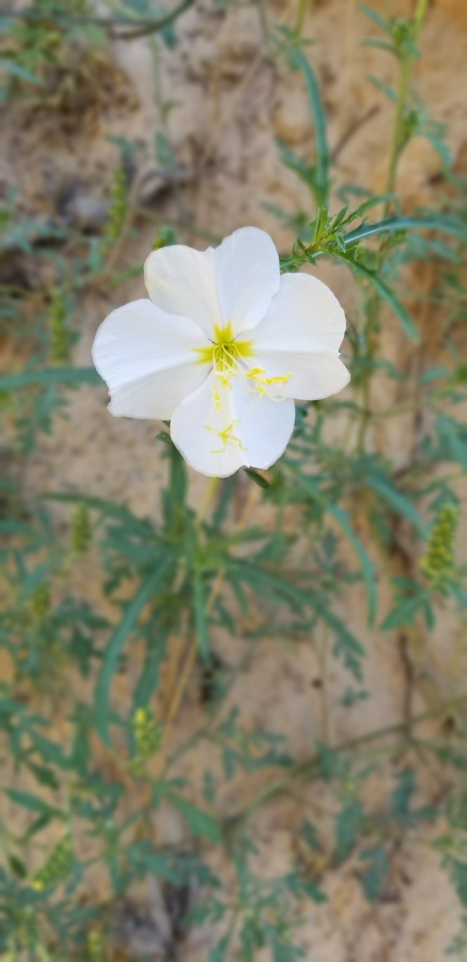 14-pale_evening-primrose,oenothera_pallida