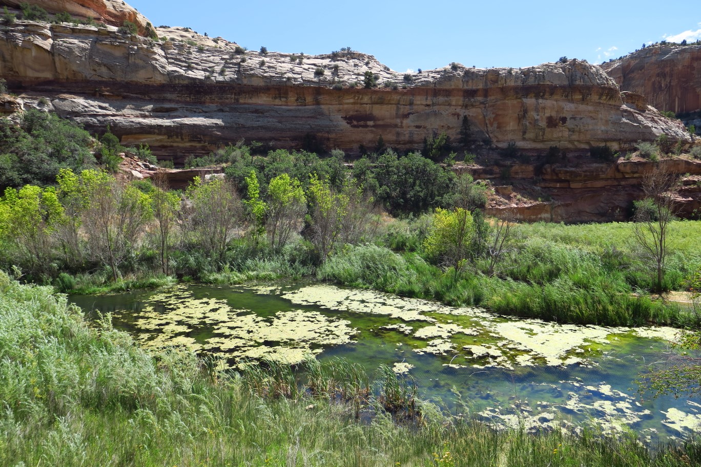 43-wetland_area_and_small_pond