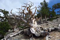 06-old_dead_bristlecone_pine_tree