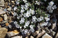 17-cushion_phlox-phlox_family-phlox_pulvinata