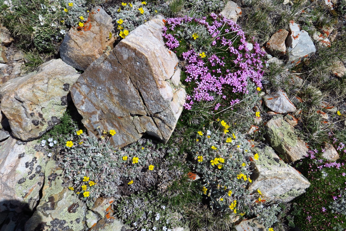 14-various_alpine_wildflowers