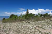 11-interesting_small_isolated_stand_of_aspens