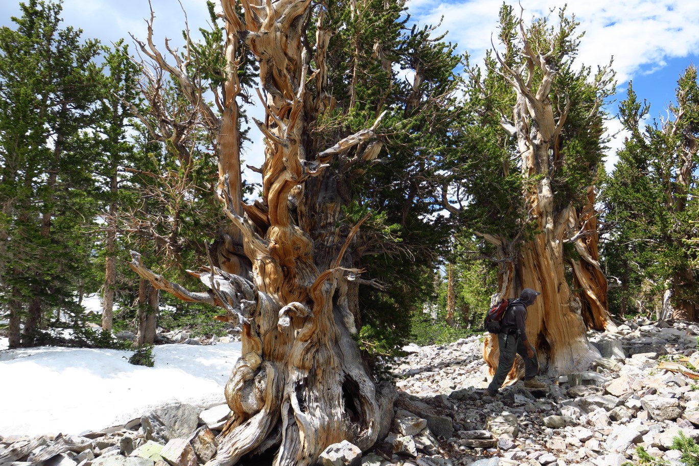 18-amazing_odd_shaped_bristlecone_pine_trees