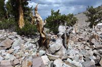 12-amazing_odd-shaped_bristlecone_pine_trees