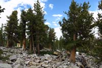 15-young_bristlecone_pine_trees