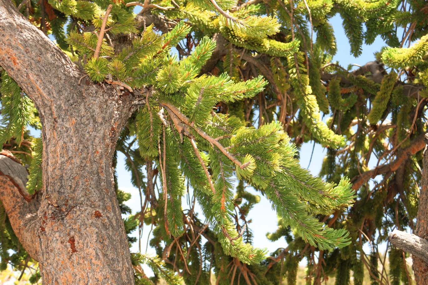 49-bristlecone_pine