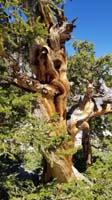 10-gnarly_looking_bristlecone