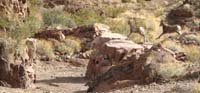 12-Randy's_picture-Bighorn_Sheep_jumping_across_trail