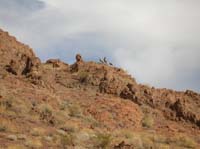 14-Bighorn_Sheep_watching_us