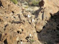 82-Bighorn_Sheep