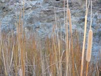 44-back_to_the_meadow_area-lots_of_cattails