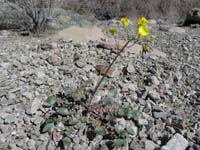 07-pretty_Golden_Evening_Primrose_in_wash