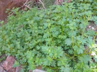 12-lots_of_these_interesting_plants_found_in_drainage-Rock_Daisy_before_blooming