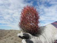 43-very_amazing_to_find_the_skeleton_of_a_Johnson's_Fishhook_Cactus-aka_Mojave_Pineapple_Cactus
