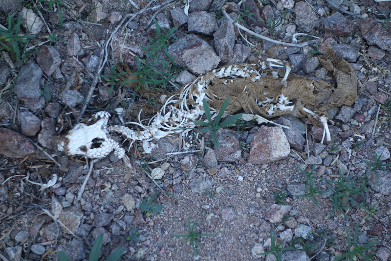 07-gila_monster_skeleton-from_Penny