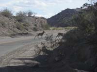 47-driving_away_from_Willow_Beach_we_encountered_a_herd_of_bighorn_sheep_crossing_the_road