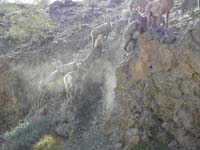 49-sheep_climbing_up_loose_rocky_slope