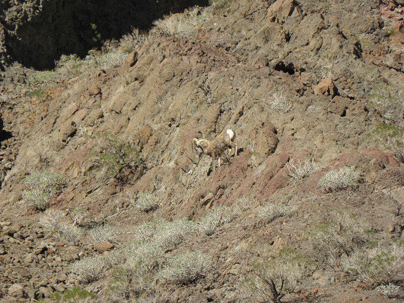 58-bighorn_sheep