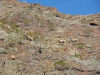 57-bighorn_sheep_watching_us