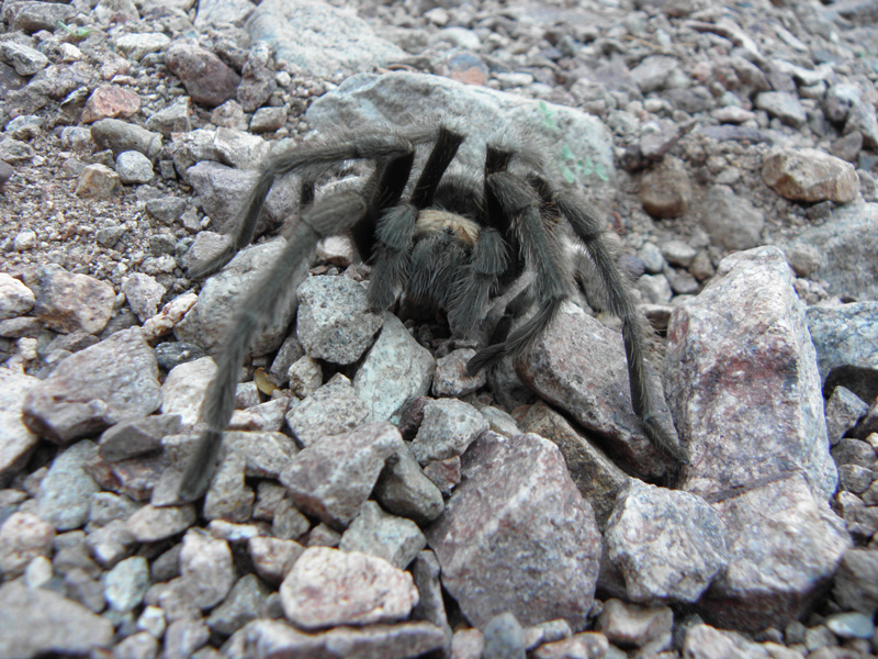 51-tarantula_in_wash