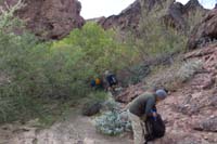 06-pushing_through_mesquites_and_tamarisks_to_see_river-side_trip_since_so_close