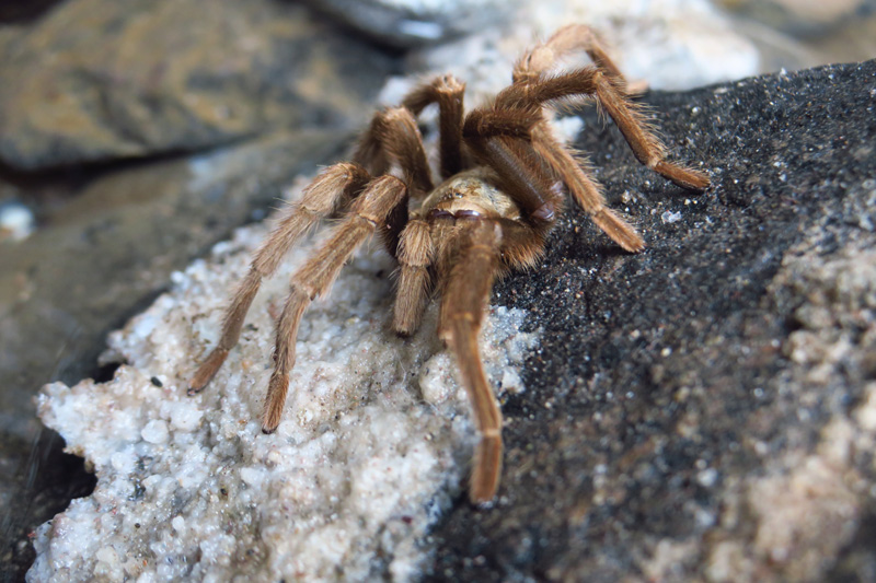 42-noticied_a_very_neat_tarantula_hanging_out