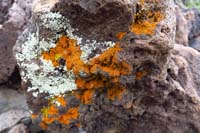 45-colorful_lichen_on_igneous_rock