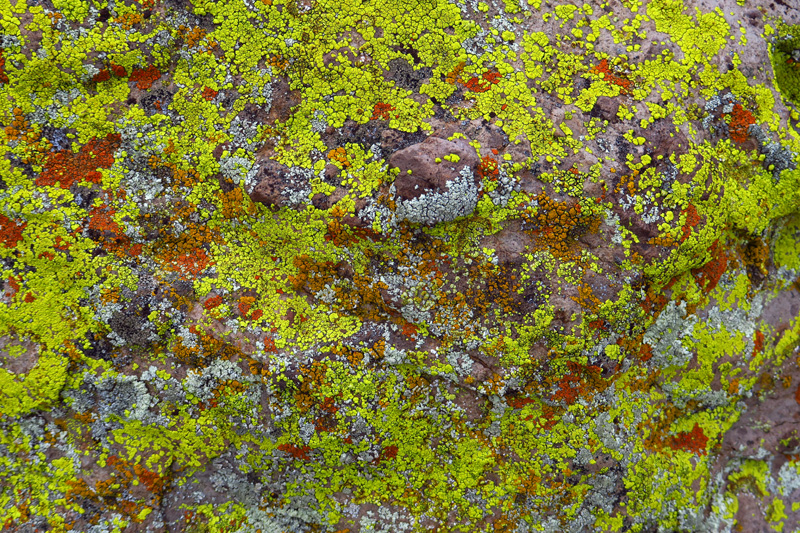 29-neat_colorful_lichen