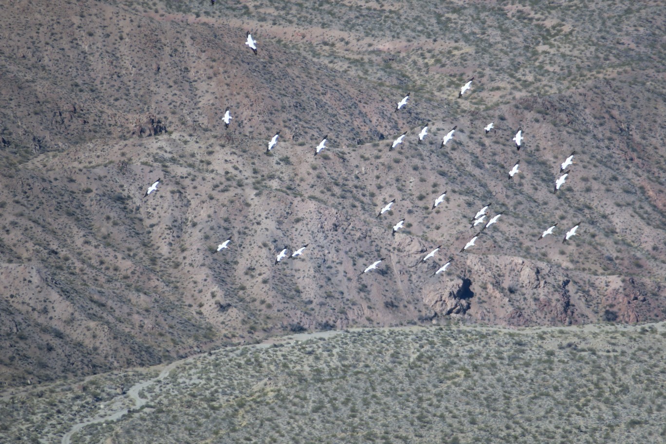 36-group_of_pelicans_circling