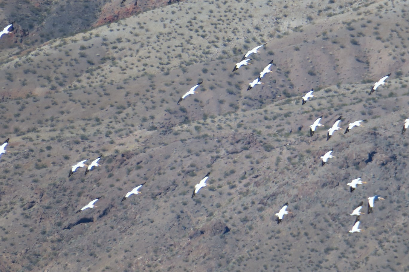 39-group_of_pelicans_circling