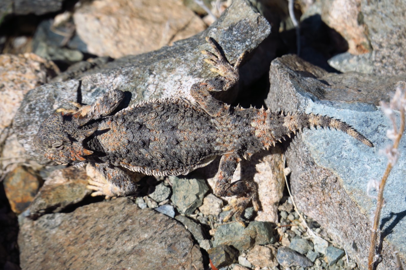 46-spotted_a_desert_horned_lizard