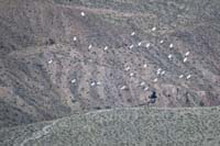 36-group_of_pelicans_circling