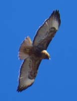 45-spotted_a_red-tailed_hawk_flying_overhead_while_hiking_down