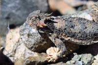 47-desert_horned_lizard_sure_looks_like_a_small_dinosaur