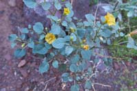 21-yellow_nightshade_groundcherry,physalis_crassifolia