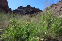 22-amazing_riparian_area_we_didn't_expect_to_encounter