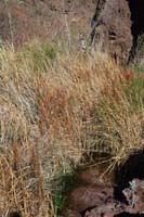26-amazing_riparian_area_we_didn't_expect_to_encounter-trickling_water_is_calming