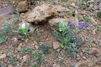 06-blooming_Phacelia_and_Blazingstar